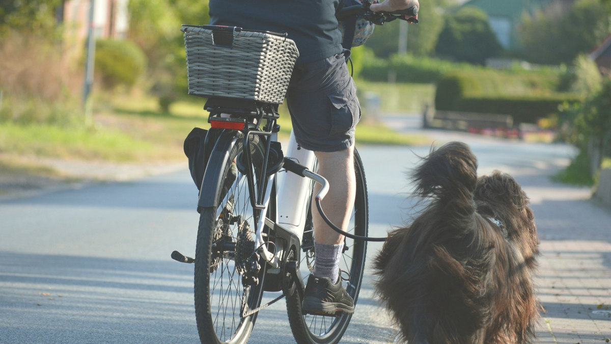 Faire du vélo avec son chien : conseils et équipements